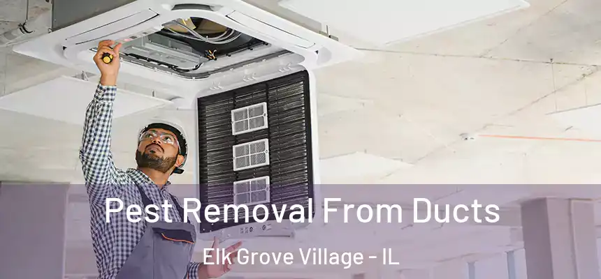 Pest Removal From Ducts Elk Grove Village - IL
